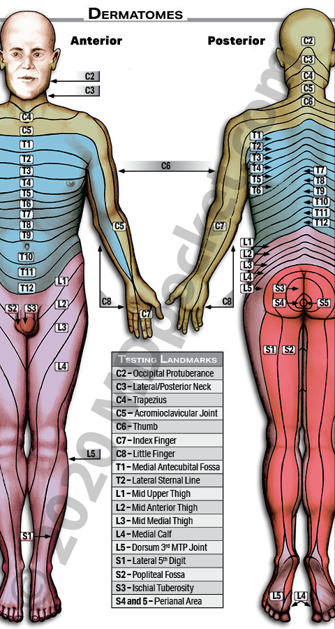 Dermatomes_1_page