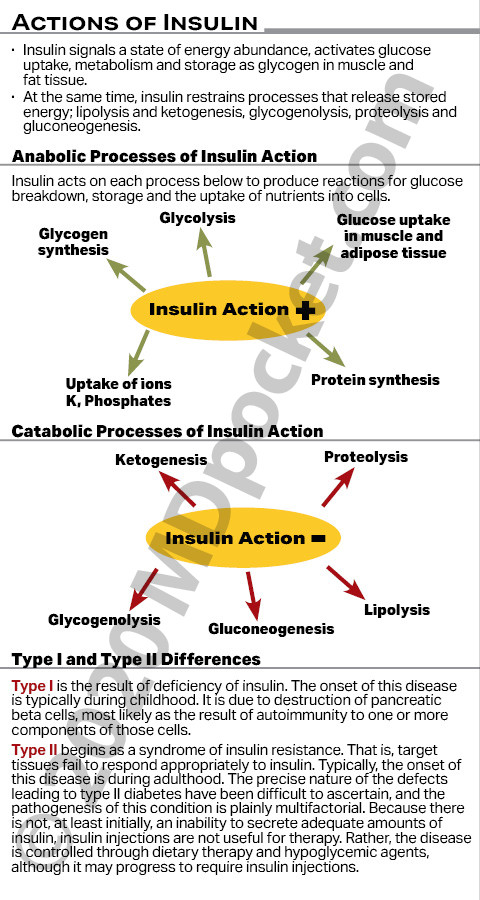 Diabetes_-_Insulin_Meds_Actions