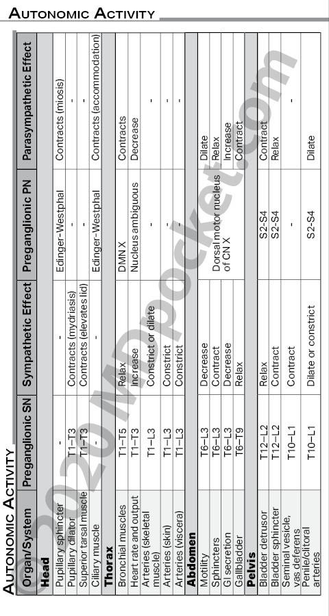Nerves_-_Autonomic