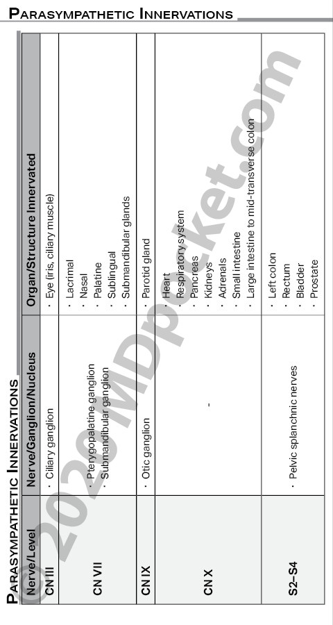 Nerves_-_Autonomic