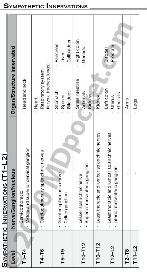 Nerves_-_Autonomic