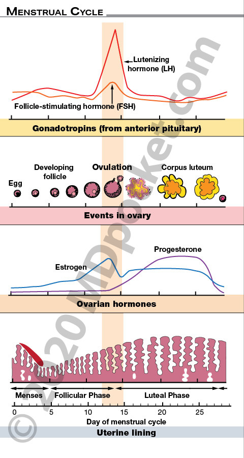 OB_Definitions_Fetal_HR_Menstrual_Cycle