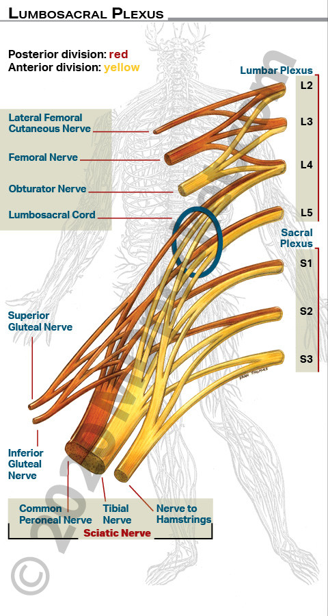 Plexus